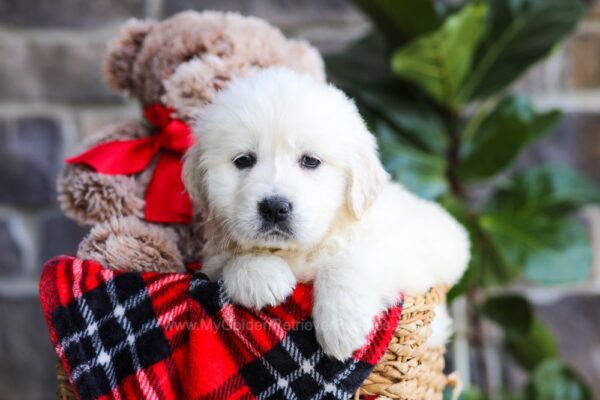 Image of Sara, a Golden Retriever puppy