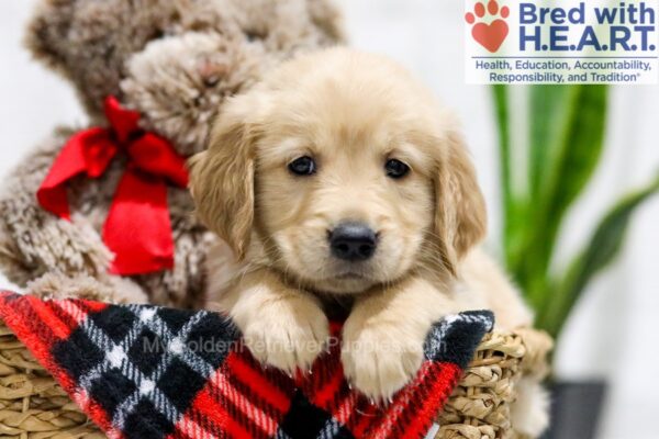 Image of Sarge, a Golden Retriever puppy