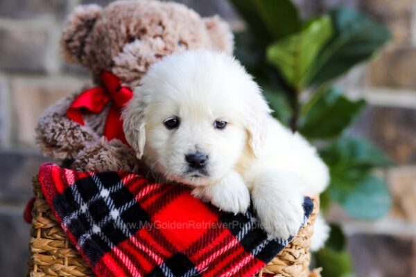 Image of Shane, a Golden Retriever puppy