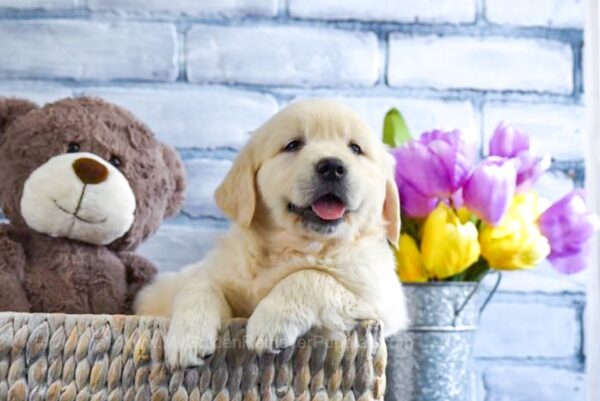 Image of Shyla, a Golden Retriever puppy