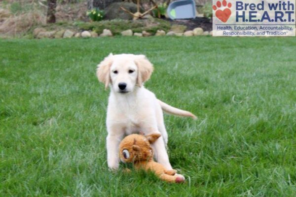 Image of Tasha, a Golden Retriever puppy