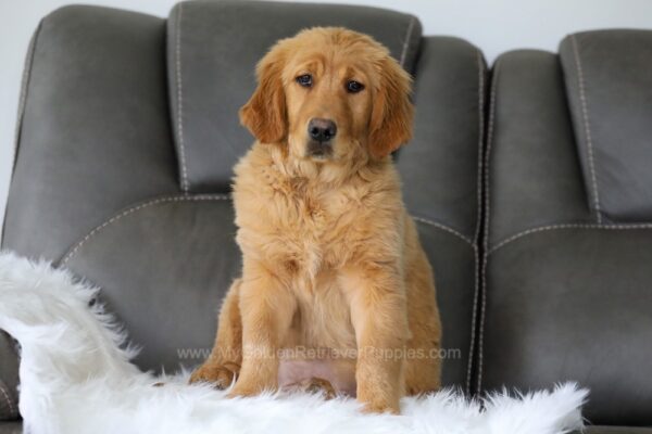 Image of Tia, a Golden Retriever puppy