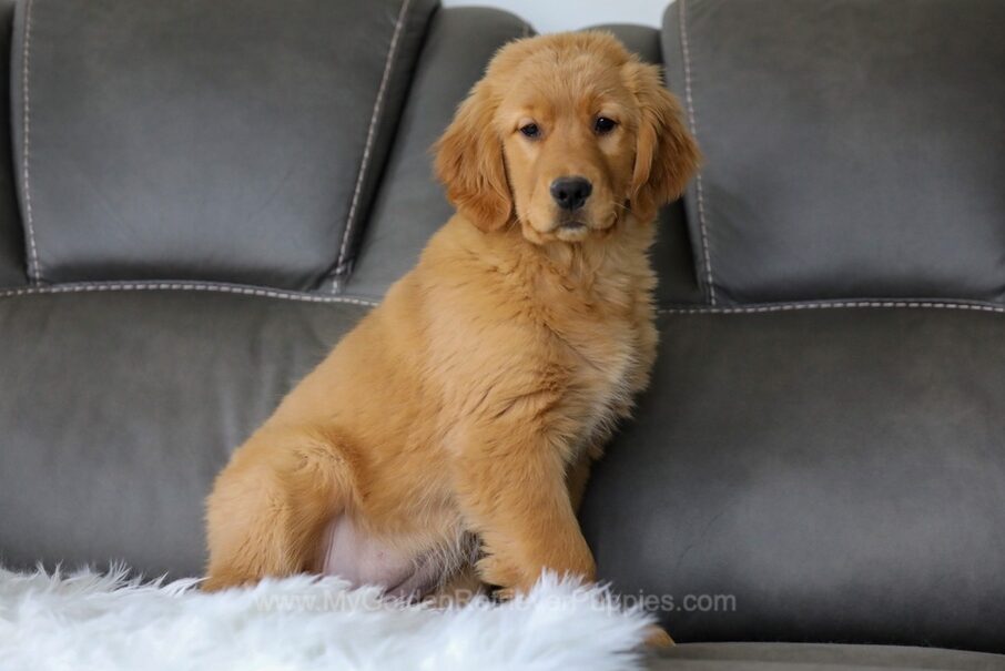 Yamilla (trained) Image of Yamilla (trained), a Golden Retriever puppy