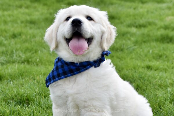 Image of Boston, a Golden Retriever puppy