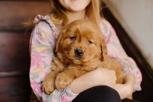 Image of Clementine, a Golden Retriever puppy