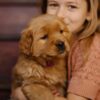 Image of Daisy, a Golden Retriever puppy