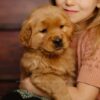 Image of Daisy, a Golden Retriever puppy