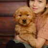 Image of Daisy, a Golden Retriever puppy