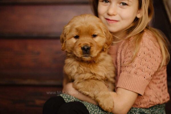 Image of Daisy, a Golden Retriever puppy