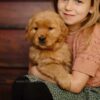 Image of Daisy, a Golden Retriever puppy