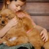Image of Daisy, a Golden Retriever puppy