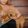 Image of Daisy, a Golden Retriever puppy