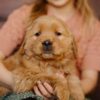 Image of Daisy, a Golden Retriever puppy
