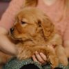 Image of Daisy, a Golden Retriever puppy