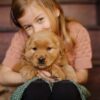Image of Daisy, a Golden Retriever puppy