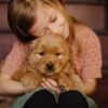 Image of Daisy, a Golden Retriever puppy