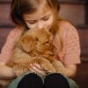 Image of Daisy, a Golden Retriever puppy