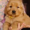 Image of Gordon, a Golden Retriever puppy