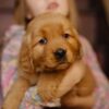Image of Gordon, a Golden Retriever puppy