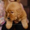 Image of Gordon, a Golden Retriever puppy