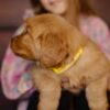 Image of Gordon, a Golden Retriever puppy