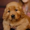 Image of Gordon, a Golden Retriever puppy