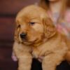 Image of Gordon, a Golden Retriever puppy