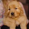 Image of Gordon, a Golden Retriever puppy