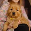 Image of Gordon, a Golden Retriever puppy