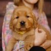 Image of Gordon, a Golden Retriever puppy