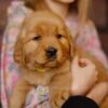 Image of Gordon, a Golden Retriever puppy