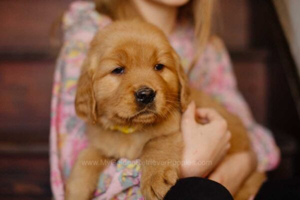 Image of Gordon, a Golden Retriever puppy