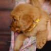 Image of Gordon, a Golden Retriever puppy