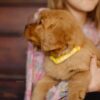Image of Gordon, a Golden Retriever puppy