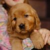 Image of Gordon, a Golden Retriever puppy