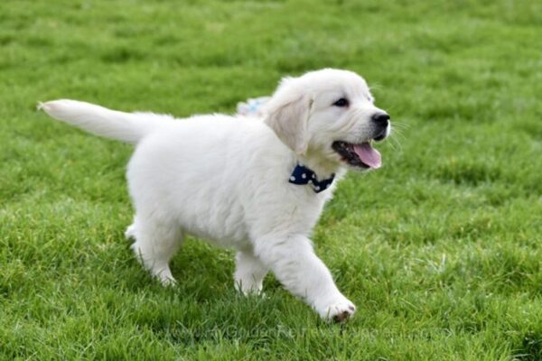 Image of Maui, a Golden Retriever puppy
