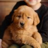Image of Little Lady, a Golden Retriever puppy