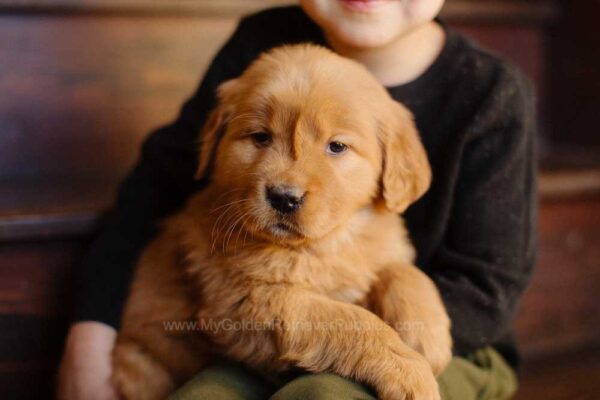 Image of Little Lady, a Golden Retriever puppy