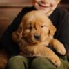 Image of Little Lady, a Golden Retriever puppy