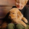 Image of Little Lady, a Golden Retriever puppy
