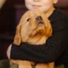 Image of Little Lady, a Golden Retriever puppy