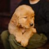 Image of Little Lady, a Golden Retriever puppy