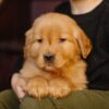 Image of Little Lady, a Golden Retriever puppy