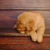 Image of Little Lady, a Golden Retriever puppy