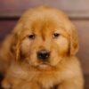 Image of Little Lady, a Golden Retriever puppy