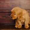 Image of Little Lady, a Golden Retriever puppy