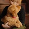 Image of Little Lady, a Golden Retriever puppy