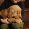 Image of Little Lady, a Golden Retriever puppy