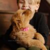 Image of Little Lady, a Golden Retriever puppy