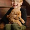 Image of Little Lady, a Golden Retriever puppy